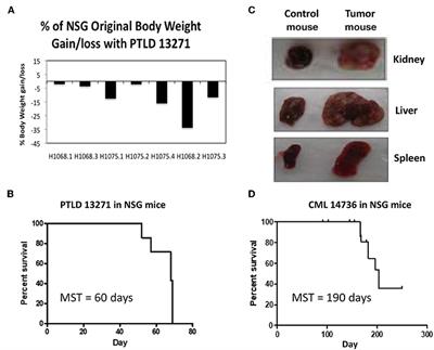 Development of a Transplantable GFP+ B-Cell Lymphoma Tumor Cell Line From MHC-Defined Miniature Swine: Potential for a Large Animal Tumor Model